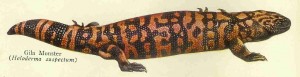 Gila Monster of North America. Plate from Century Cyclopedia.